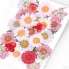Dried Flowers DIY Decorative for Resin Jewelry Making Crafts Nail Stickers