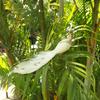 Glitter Simulation Peafowl Model Artificial Feathers Bird Home Garden Decoration