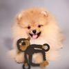 Dog Toy Squeak Plush Cartoon Monkey Sound Toy Stuffed Animal Biting Training Interactive Chew Dog Indoor Juguetes Para Perro
