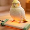 Heated Bird Perch Shelf Resistant USB LowElectric Cage Mounting Hardware for
