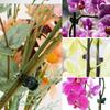 Orchideen Stielklemme Pflanzenstütze Ranke Kunststoffklemmen Blumenzucht Astklemmen Gartenpflanzenstütze Befestigung Vorrichtung Halterung