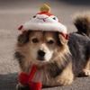 Winter Pet Hat Chinese New Year Snake Theme Headwear Hat For Holiday Celebration Dog Cats Head Accessory