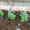 20pcs Set Of Transparent Plastic Plant Covers - Reusable Greenhouses For Frost