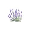 Lavender Toilet Stickers, Purple Floral Waterproof Removable Decals for Bathroom & Living Room Wall Decor