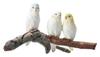 Copeau Budgerigars 79440 (3 Birds)
