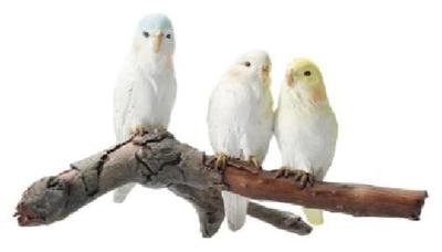 Copeau Budgerigars 79440 (3 Birds)