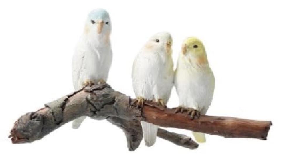 Copeau Budgerigars 79440 (3 birds)
