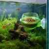 2pcs Plastic Suction Cup Feeder Green Lizard Feeder Bowl Practical Chameleon Feeder Dish  Reptiles