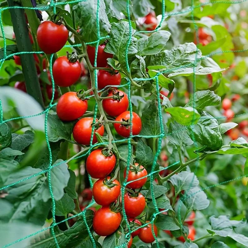 Zelená popínavá síť na rostliny Zahradní mřížová síť Síť na pěstování okurek a závěsných melounů Podpůrná síť Síť odolná proti větru pro chryzantémy