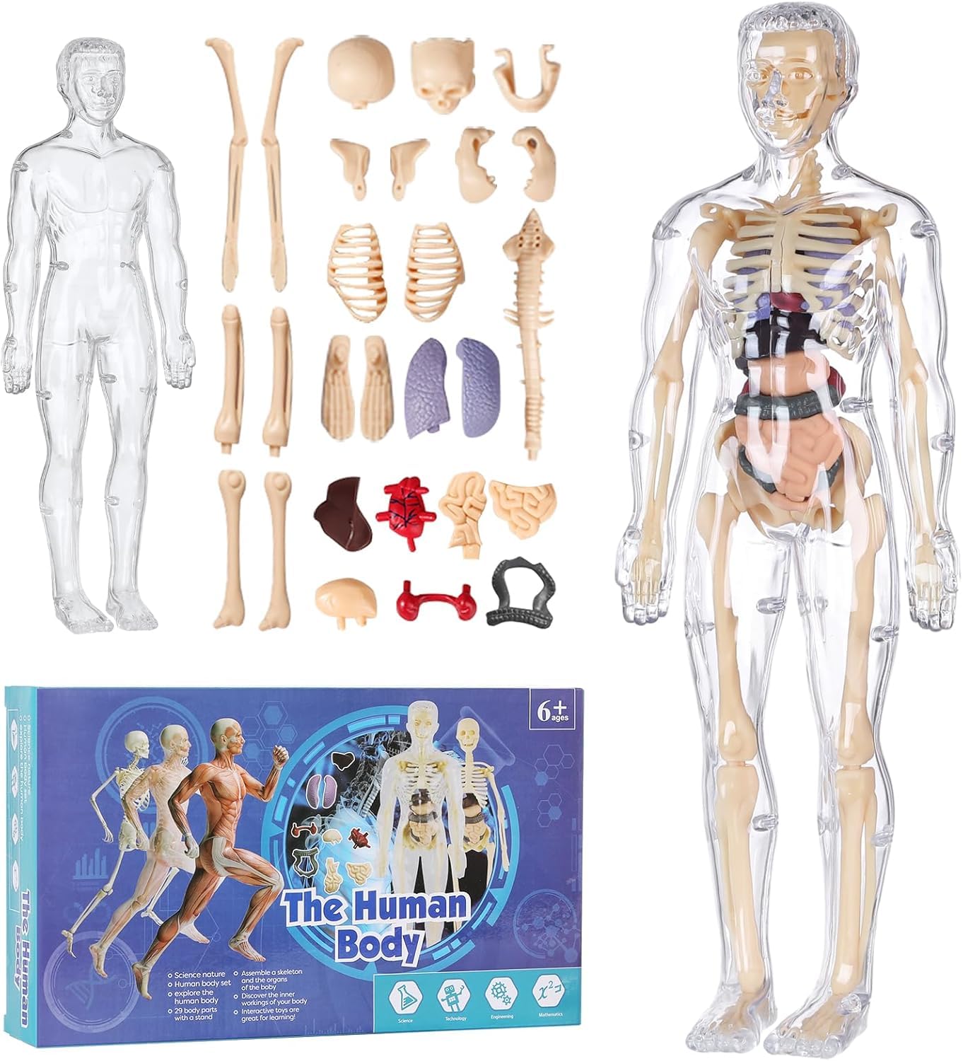 Huang Yem Human Anatomy Model Puzzle, Human Body Model Toy, Mannequin, 3D Human Anatomy Model, Organ Model, Human Internal Organs Model, Removable Org