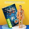 Detachable Human Skeleton Model Educational Toy for Kids