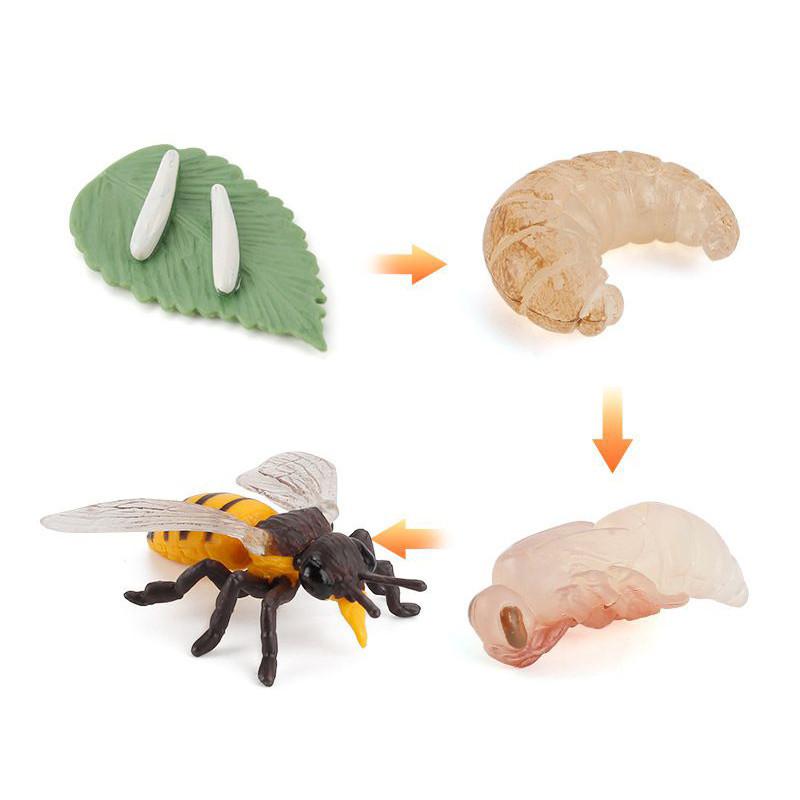 Enchanting Simulation Solid Turtle Chick Frog Animal Growth Cycle Montessori Teaching Aids For Unique Gifts And Decorative Accents