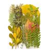 35Pcs Natural Pressed Dried Leaves Set For Candle Making Jewelry Making Art Craft Bookmarks Crafting Scrapbooking