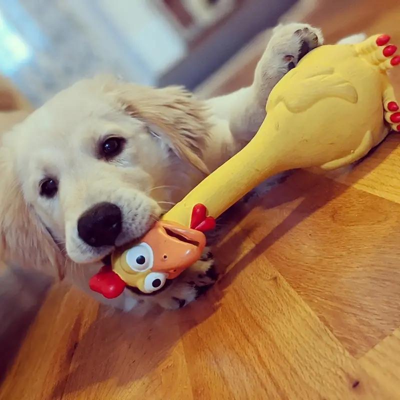 Pollo Giallo Cartone Animato Lattice Pollo Urlante Anatra Cane Giocattolo da Morso Divertente Giocattolo per Cani da Compagnia Pollo Urlante Giocattolo Sonoro da Spremere