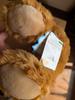 [USED] Steiff Teddy Bear, Blonde and Brown, Plush Toy, with Tag (Final Price Drop)
