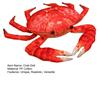Realistic Crab Plush Pillow Soft Marine Animal Stuffed Toy Cute Ocean Life Decor for Bed Sofa Aquarium-Themed Gift for Kids Collectors