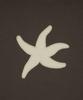 THE COLDEST MOMENT Tcm Starfish Mtm (Brown)