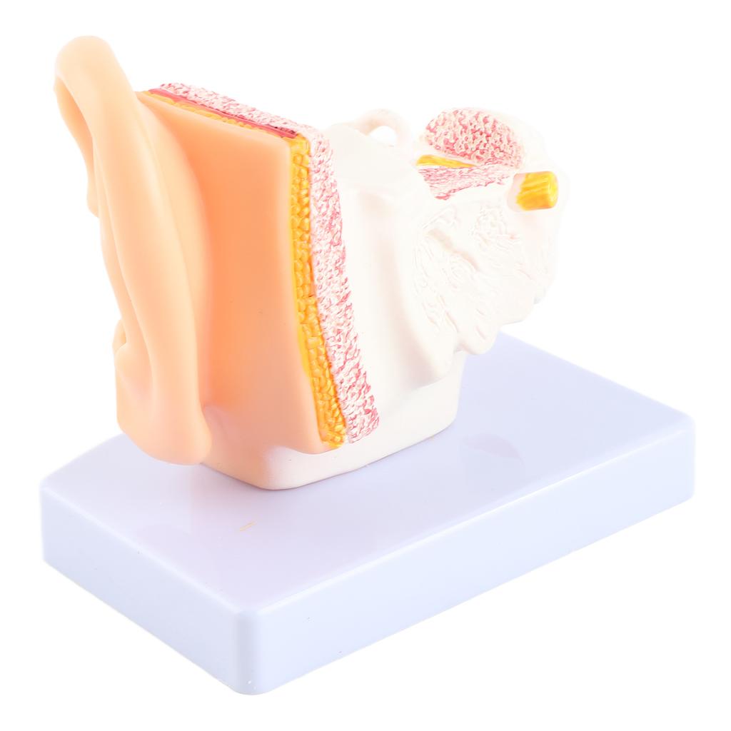 Ear Model Anatomy 1.5:1 Magnified Scientific Professional Simulation Small Human Anatomy Model