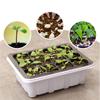Indoor Propagation Box Greenhouse Propagation Set Tray With Lid And Ventilation
