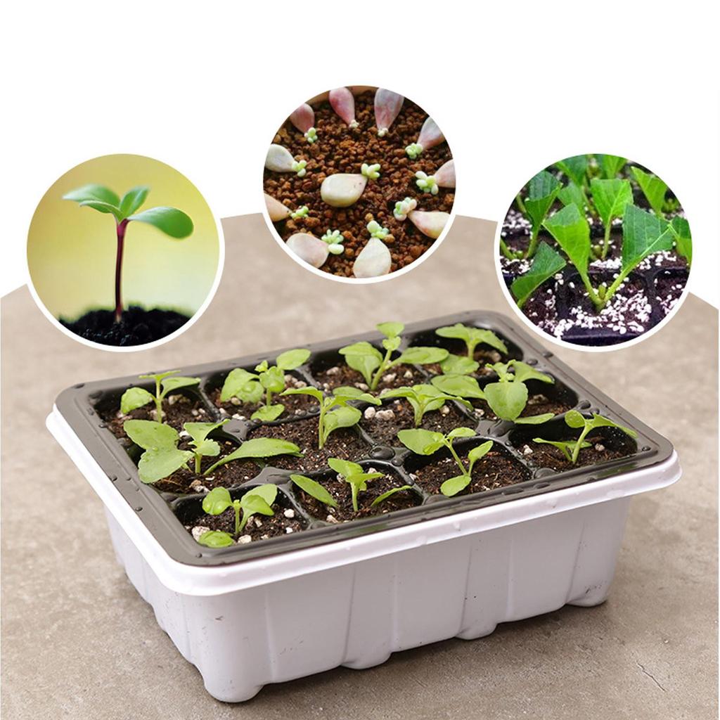 Indoor Propagation Box Greenhouse Propagation Set Tray With Lid And Ventilation