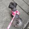 Vest Style Bow Cat Harness Nylon Pet Traction Rope Pet Supplies Dog Leash  Travel
