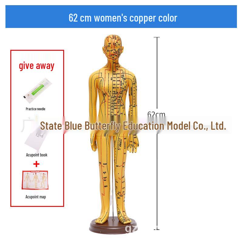 Ultra-Clear Silicone Model: Acupuncture & Meridians Teaching for Tuina Massage Practice