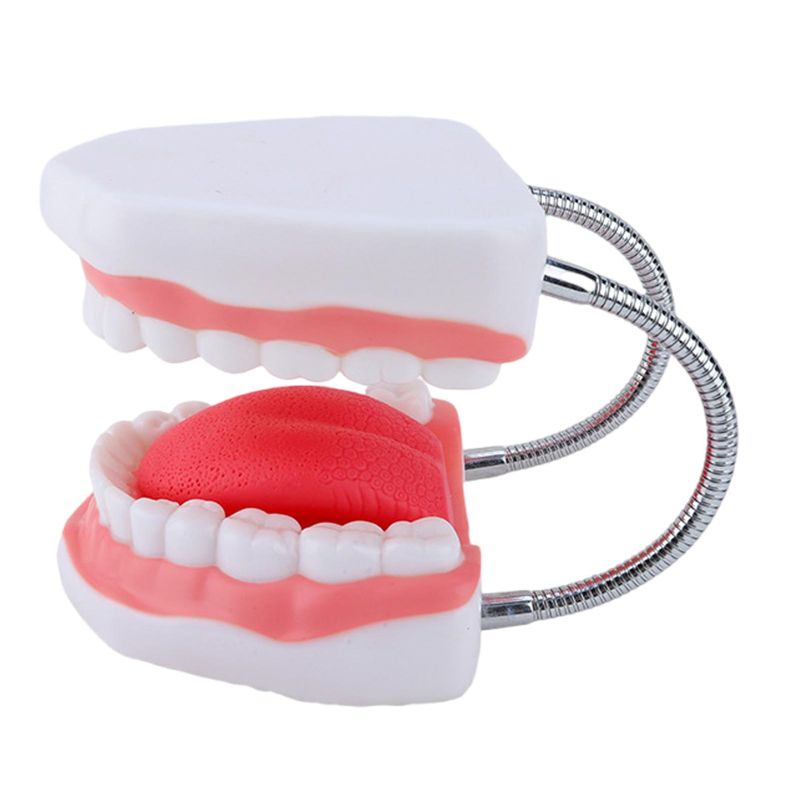 Enlarged Human Teeth Tongue Anatomy Model Human Teeth Model with Removable Tongue Enlarged Teeth Tongue Anatomical Model 1