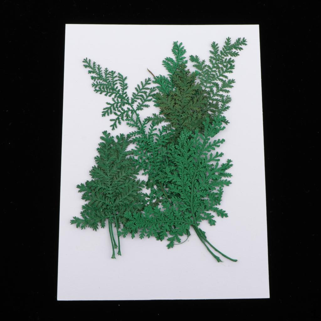 12 Dried Flower Assorted Artemisia Leaves DIY Kunst und Skulpturen Cards