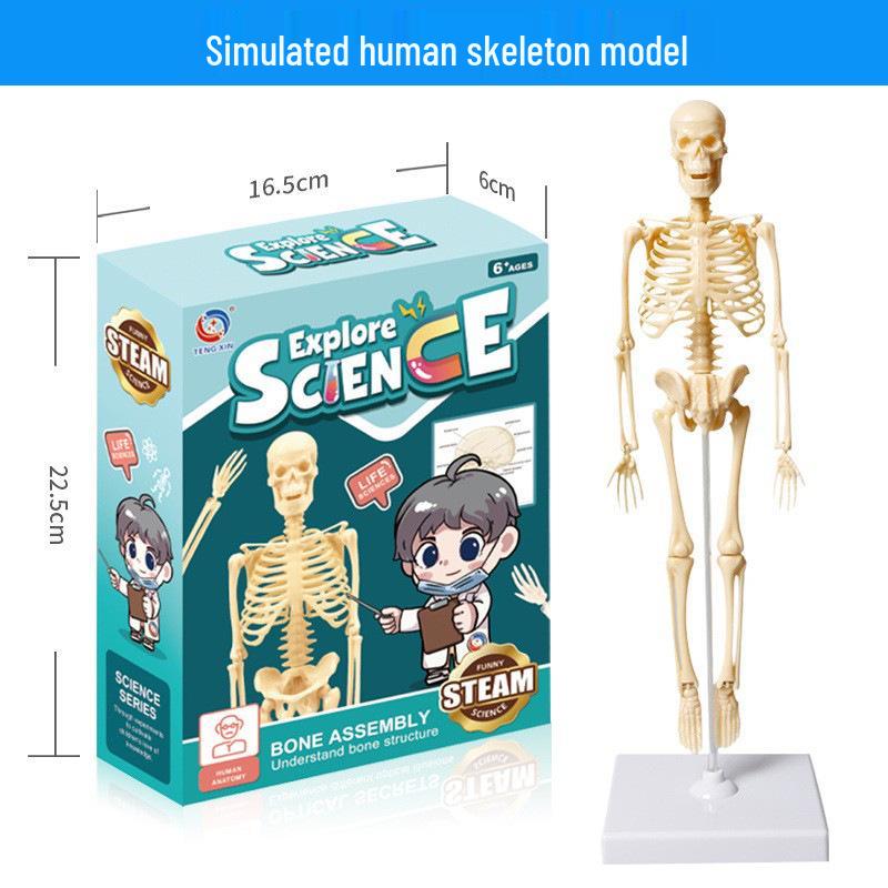 Full-Body Human Skeleton Model for Educational and Medical Use - Children's Early Education Toy