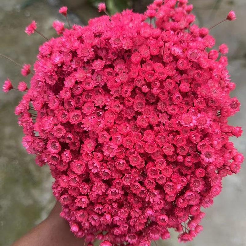 

Бразильский маленький звездный цветок Маленький букет, маленькая ромашка Мини-цветочное украшение Помада Косметика Ароматерапия Плавающие цветы Сухоцветы темно-розовый