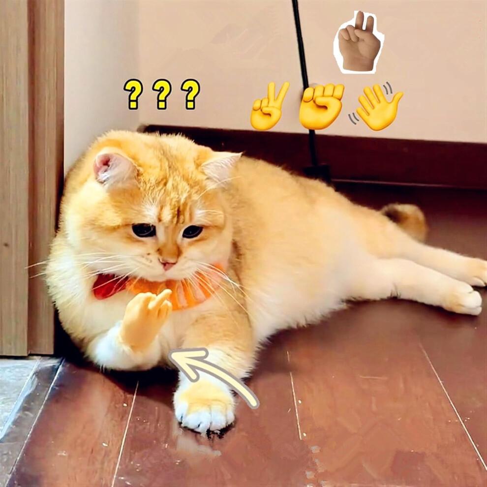 Mini ruce pro kočičí tlapky Mini složené gumové prsty pro malé kočičí drápky Kryty 6 kusů