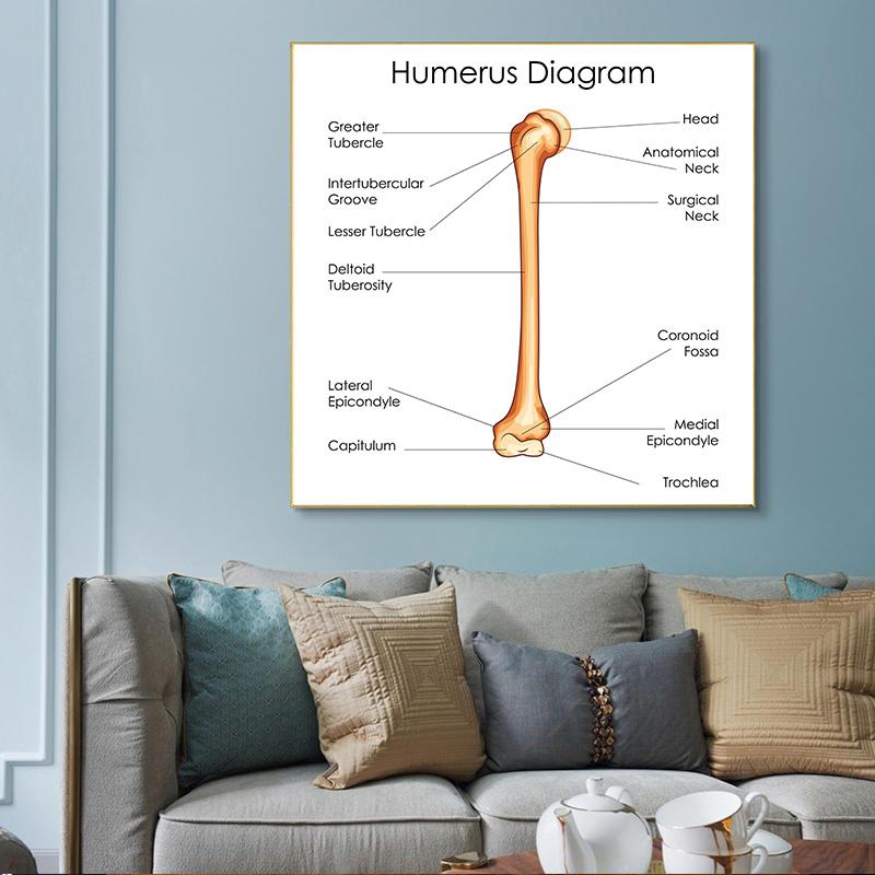 Human Organs Brain Liver Heart Anatomy Poster Print Canvas Painting Human Body Map Medical Classroom Office Room Home Decoration