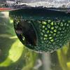 Floating Fish House, Aquarium Shelter for Betta Guppy Goldfish, Easy Clean & No Power Needed
