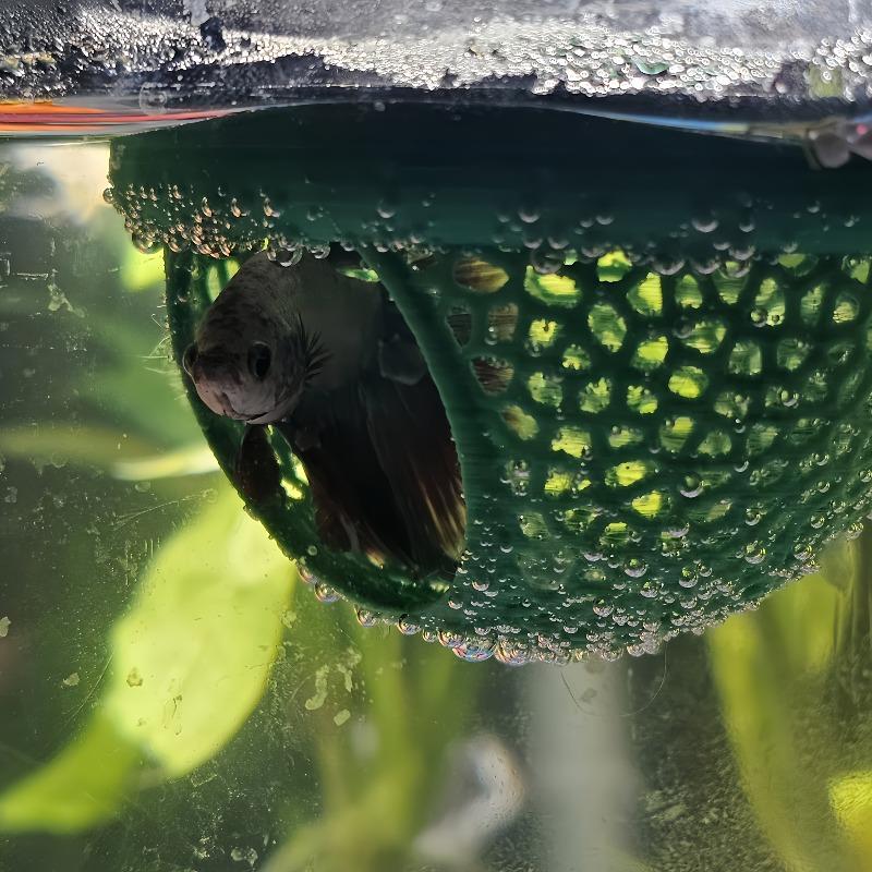 Floating Fish House, Aquarium Shelter for Betta Guppy Goldfish, Easy Clean & No Power Needed