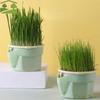Hydroponic Cat Grass Box Planter Easy To Grow Reusable Soilless Planting Box Hierarchical Design Cat Grass Growing Pot