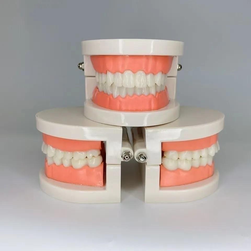 Kindergarten Dental Practice Model: Small Aesthetic Tooth and Oral Cavity Teaching Aid 123