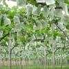100Pcs Anti-bird Nursery Bags Breathable Insect Barrier Pouch  Garden Greenhouse