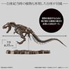 Szkielet Tyranozaura 1/32 Model Plastikowy 197694