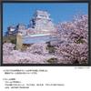 Yanoman in Jigsaw Himeji Castle with the Fragrance of Cherry Blossoms Includes and Piece Request Postcard (Yanoman) [Made Japan] 500-Piece Puzzle