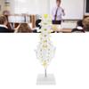 Human Lumbar Vertebral Model School Educational Teaching Model Tool Spine Model