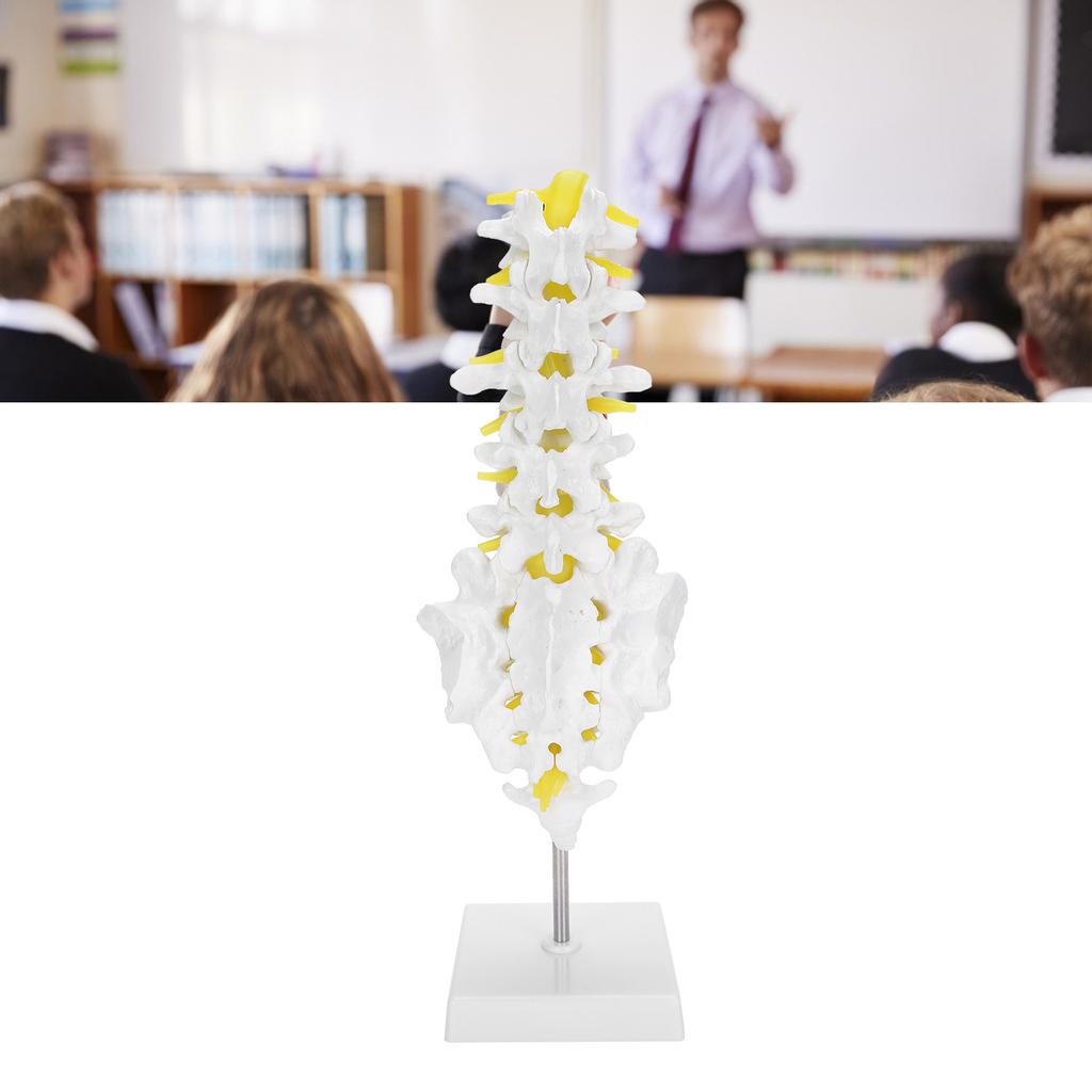 Human Lumbar Vertebral Model School Educational Teaching Model Tool Spine Model