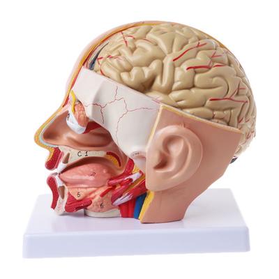 Anatomia człowieka Głowa Czaszka Mózg Tętnica mózgowa Model anatomiczny do nauczania
