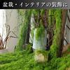 CHASO Moss Faux Greenery for and Dark 30g Houseplants, Bonsai, Dioramas, Green,