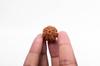 Natürliche 7 Mukhi Rudraksha-Perle – Nepali-Ursprung | Natürliche Perle für Glück & spirituelles Wachstum | Bio & Laborzertifiziert