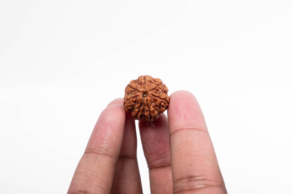 Natürliche 7 Mukhi Rudraksha-Perle – Nepali-Ursprung | Natürliche Perle für Glück & spirituelles Wachstum | Bio & Laborzertifiziert