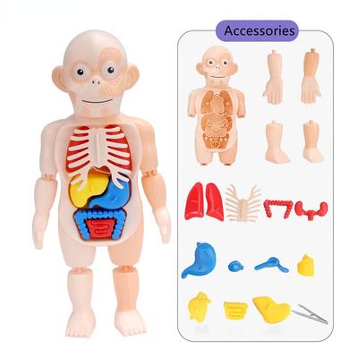 Çocuk Montessori 3D Bulmaca İnsan Vücudu Anatomisi Modeli Oyuncak DIY Eğitim Öğrenme Organ Montajlı Vücut Organ Öğretim Aracı