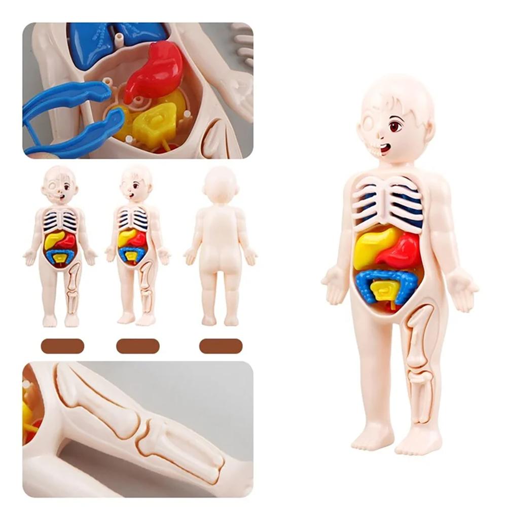 Human Organ Education Montessori 3D Puzzle Human Anatomy Model Education Learning Organ Assembly Toys Body Teaching Tools
