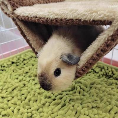 Productos para mascotas – Roedores