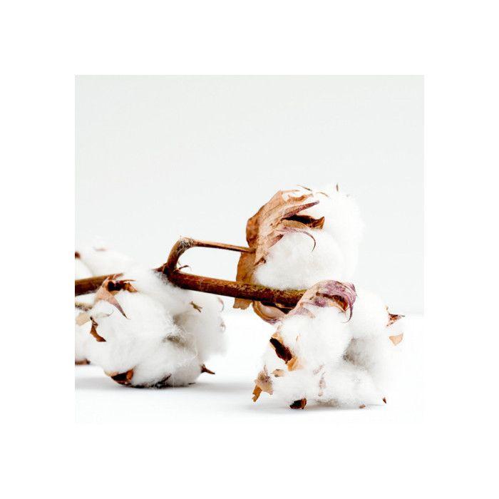 Duft für Kerze - KREATIVE SAAT - Baumwollblüte - 27 ml - Sanfter Duft - Hergestellt in Frankreich