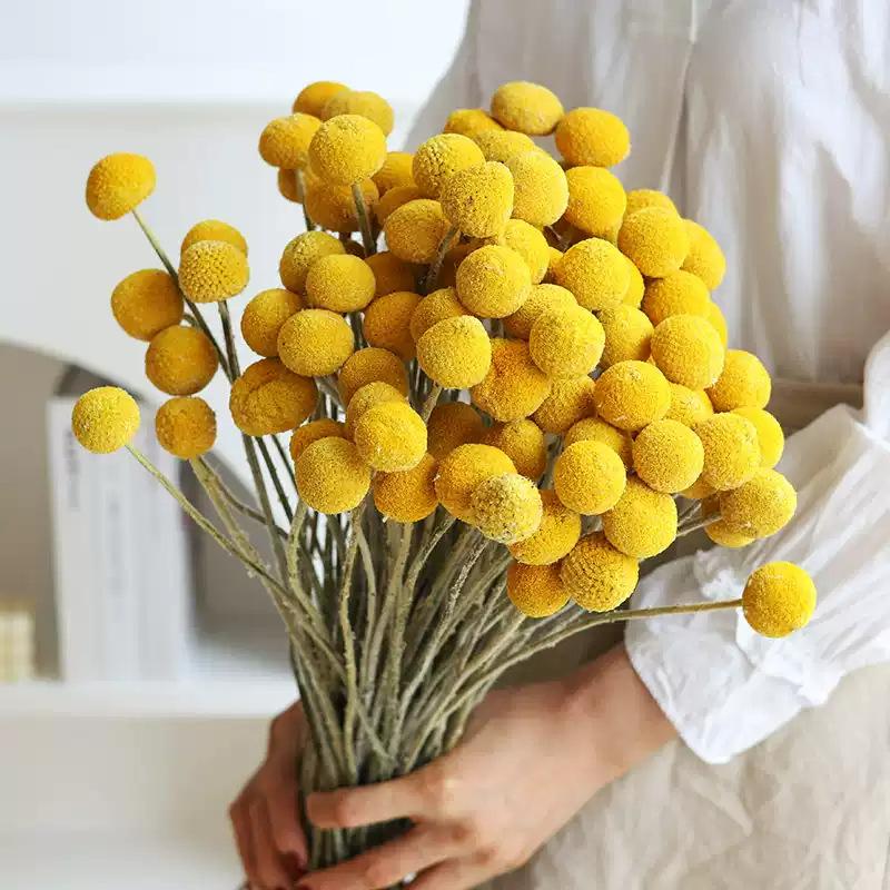 Dried Craspedia Flowers Golden Ball Natural Dried Floral Arrangement